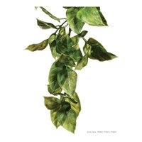 EXOTERRA PLANTE EN PLASTIQUE AMAPALLO LARGE