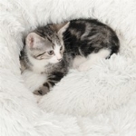 CATIT LIT FLUFFY POUR CHAT ET PETIT CHIEN BLANC 20PO